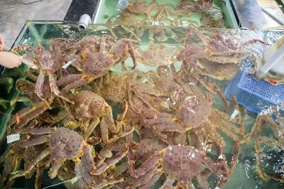 CuaKingA 2.2-2.5Kg